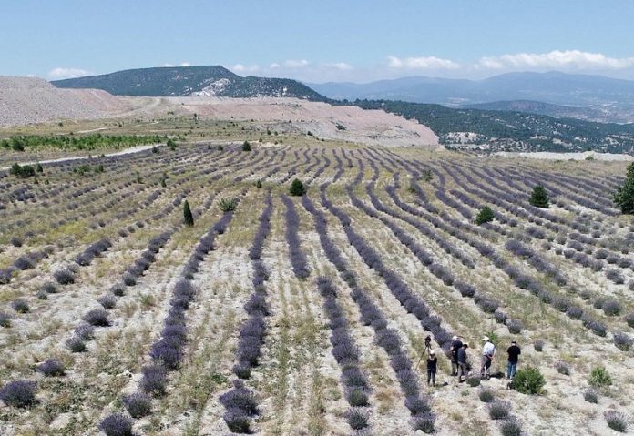 Maden sahasına bal ormanı